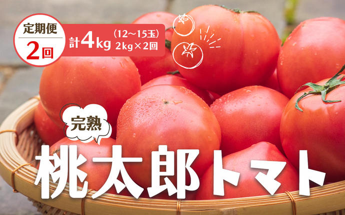 奈良県平群町のふるさと納税 【定期便2回】桃太郎 トマト（12～15玉）約2kg×2回 （計4kg）