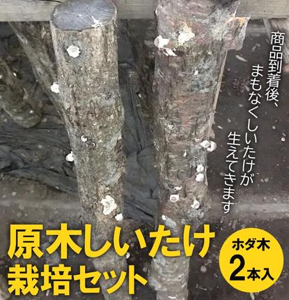茨城県古河市のふるさと納税 原木しいたけ栽培セット・ホダ木2本入り ※離島への配送不可 |  | 特大厚肉品　特選品　贈答用　農薬不使用　脱炭素 しいたけ 椎茸 シイタケ きのこ キノコ 原木栽培 ギフト 贈答 贈り物 お祝 ご褒美 記念品 プレゼント 栄養 健康 _DR04
