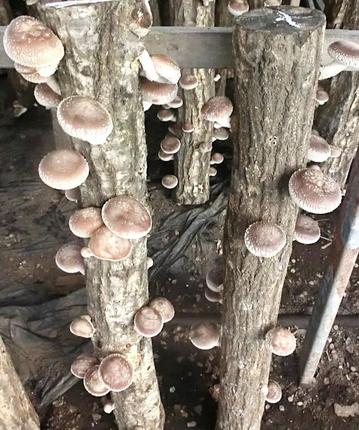 茨城県古河市のふるさと納税 原木しいたけ栽培セット・ホダ木2本入り ※離島への配送不可 |  | 特大厚肉品　特選品　贈答用　農薬不使用　脱炭素 しいたけ 椎茸 シイタケ きのこ キノコ 原木栽培 ギフト 贈答 贈り物 お祝 ご褒美 記念品 プレゼント 栄養 健康 _DR04