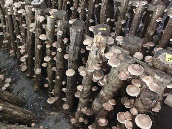 茨城県古河市のふるさと納税 原木しいたけ栽培セット・ホダ木2本入り ※離島への配送不可 |  | 特大厚肉品　特選品　贈答用　農薬不使用　脱炭素 しいたけ 椎茸 シイタケ きのこ キノコ 原木栽培 ギフト 贈答 贈り物 お祝 ご褒美 記念品 プレゼント 栄養 健康 _DR04