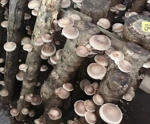 原木しいたけ栽培セット・ホダ木4本入り ※離島への配送不可 | | 特大厚