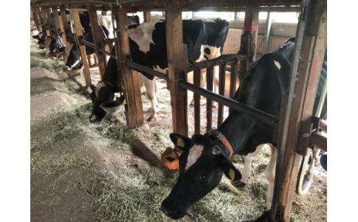 神奈川県伊勢原市のふるさと納税 [柏木牧場] お買い物券A (3000円分) [0070]