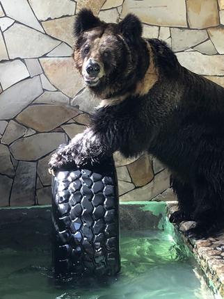 大内山動物園 年間パスポート1枚 ／ 動物園 チケット エサ付き 旅行