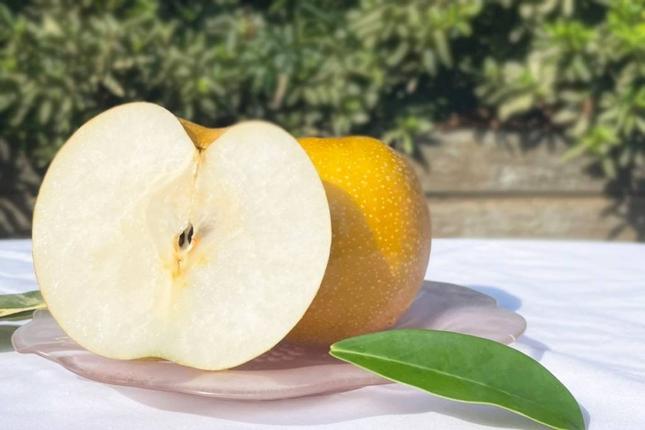 千葉県船橋市のふるさと納税 2024年発送分【贈答用】極上梨「あきづき」3kg　果汁たっぷり　船橋産　9月中下旬発送　期間限定　梨　夏　6～9玉　なし　水菓子　果物　デザート