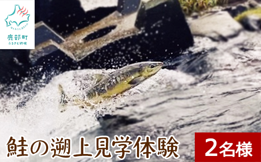 北海道鹿部町のふるさと納税 鮭の遡上見学体験 2名様分 道の駅しかべ間歇泉公園 入園券付 旅行 観光 体験 送料無料