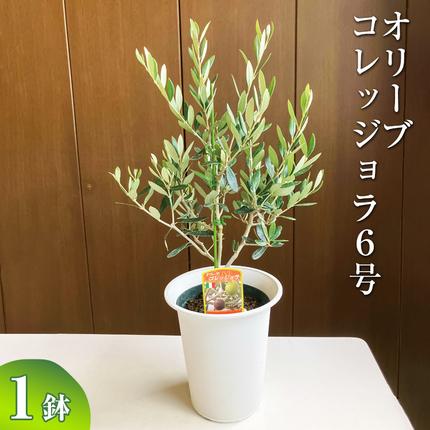 オリーブ コレッジョラ6号 ※離島への配送不可 | 観葉植物 植物