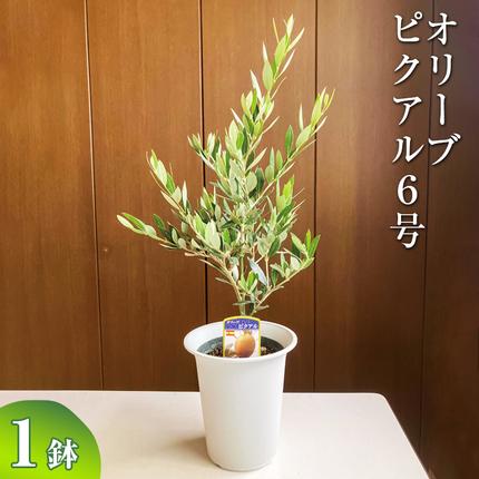 オリーブ ピクアル6号 ※離島への配送不可 | 観葉植物 植物 グリーン