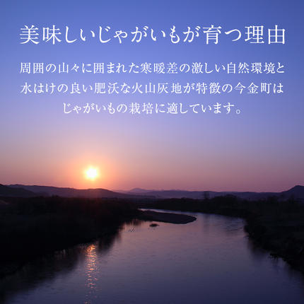 北海道今金町のふるさと納税 【先行予約】今金男しゃく（Lサイズ）約10kg【GI認証取得】（2025年10月～11月下旬までに発送） じゃがいも 男爵 いも だんしゃく 野菜 幻 北海道 今金町 GI認証 Lサイズ 10kg F21W-287