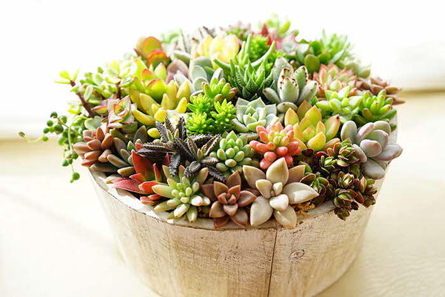 多肉植物の寄せ植え 6号鉢 | 観葉植物 植物 グリーン 多肉 寄せ植え