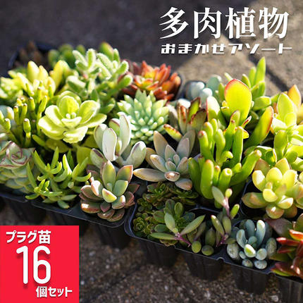 多肉植物 おまかせアソート 16苗セット| 観葉植物 植物 グリーン 多肉