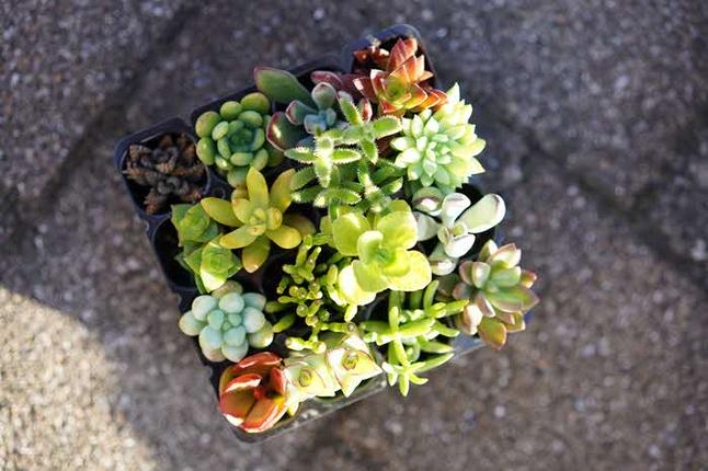 多肉植物 おまかせアソート 16苗セット| 観葉植物 植物 グリーン 多肉