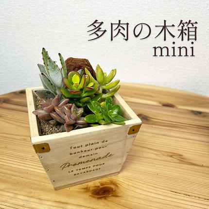 多肉植物 木箱の寄せ植え【S】 ※北海道・沖縄・離島への配送不可