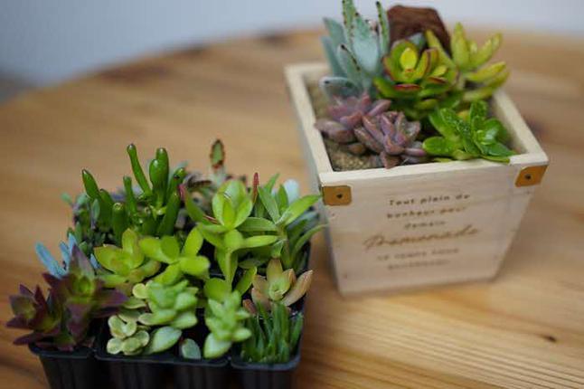 多肉植物 木箱の寄せ植え【S】 ※北海道・沖縄・離島への配送不可