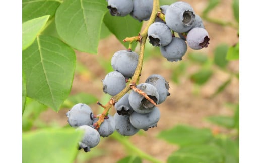 宮城県富谷市のふるさと納税 ベリシェス オイル 30ml｜化粧品 美容 化粧水 お肌 お手入れ スキンケア ローション 抗菌作用 ブルーベリー [0166]