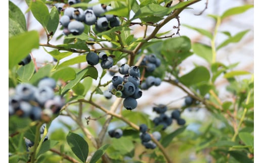 宮城県富谷市のふるさと納税 ベリシェス オイル 30ml｜化粧品 美容 化粧水 お肌 お手入れ スキンケア ローション 抗菌作用 ブルーベリー [0166]