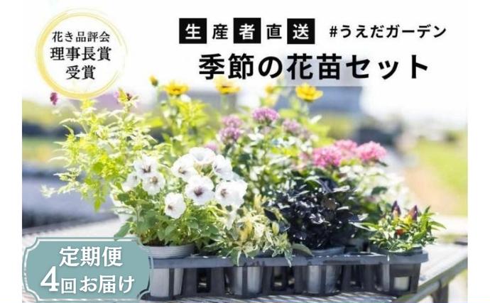 兵庫県稲美町のふるさと納税 花 定期便 4ヶ月季節の花苗 セット 花き品評会理事長賞受賞 花苗 生産者直送 庭季節の花苗セット ガーデニング 花壇 苗 苗木 花の苗 花の苗物 定期 お楽しみ 4回 お届け