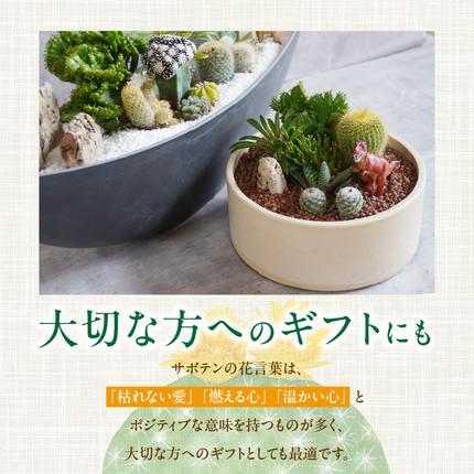 サボテンのオリジナル寄せ植え（大）【恐竜セット/アニマルセット