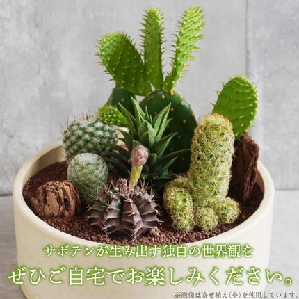 サボテンのオリジナル寄せ植え（大）【恐竜セット/アニマルセット